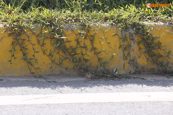 Cỏ dại còn vươn dài từ trên thềm đặt chậu hoa xuống lòng đường dành cho người tham gia giao thông.