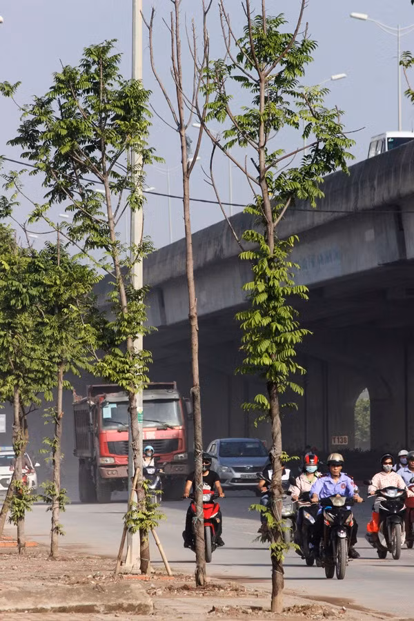 Một số người dân sống gần khu vực cho hay, cây xanh bị chết khô đã lâu nhưng vẫn chưa thấy các đơn vị chức năng liên quan đến xử lý.