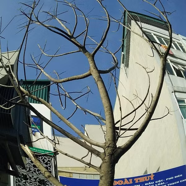 Các cành cây đều đã chết khô.