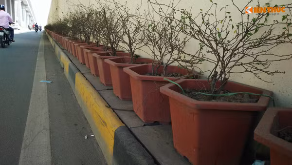 Phản cảm hơn là hàng hoa giấy ở làn đường hướng di chuyển từ Nguyễn Trãi đi Ngã Tư Sở đã bị chết khô, héo cành lá nhưng vẫn được xếp hàng dài.