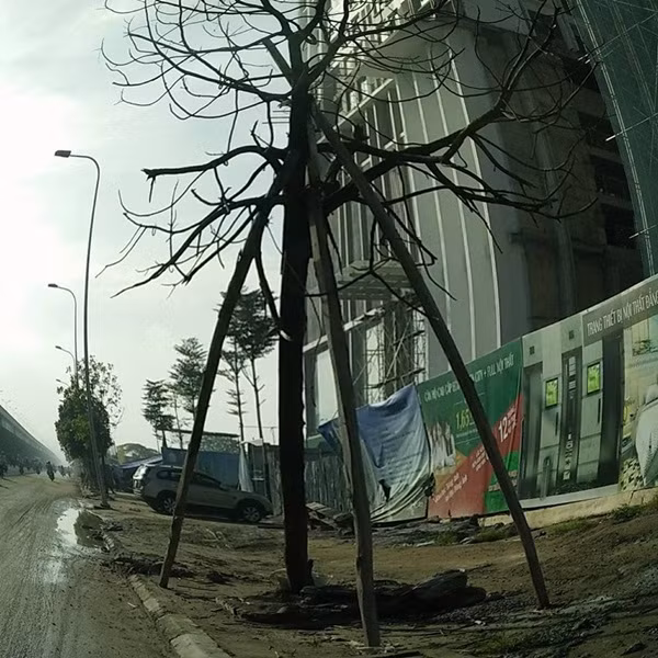 Do không thấy đơn vị chức năng liên quan xử lý nên trước cửa một số công trình lớn trên đường Nguyễn Xiển (hướng Phạm Hùng - Linh Đàm), các công nhân xây dựng đã sử dụng cột gỗ để chống tạm, tránh cây gãy đổ đè người đi đường.