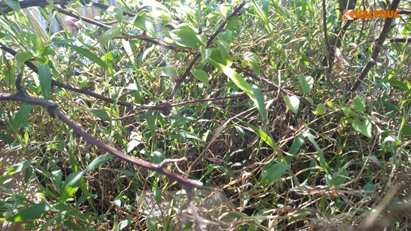 Hình ảnh khiến nhiều người tham gia giao thông ngán ngẩm.