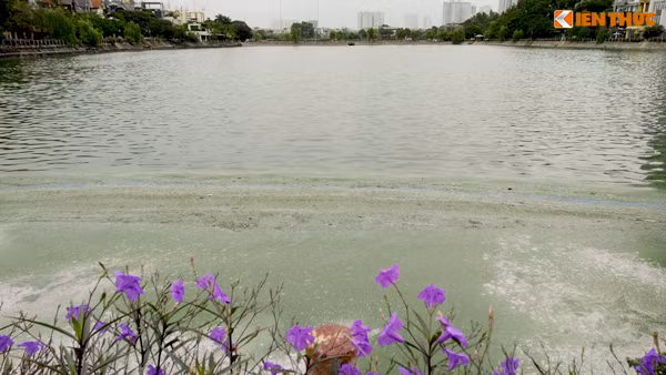 Nhiều ngày nay, xung quanh khu vực bờ hồ Văn Quán (cả hai hồ thông sang nhau, thuộc phường Văn Quán, quận Hà Đông, TP Hà Nội) xuất hiện các váng đen, xanh, tảo dày đặc trên mặt nước.