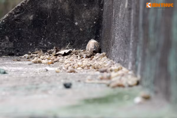 Những con ốc dưới hồ bị chết đã lâu, vỏ của chúng dạt vào phía bậc thang lên xuống góc hồ.