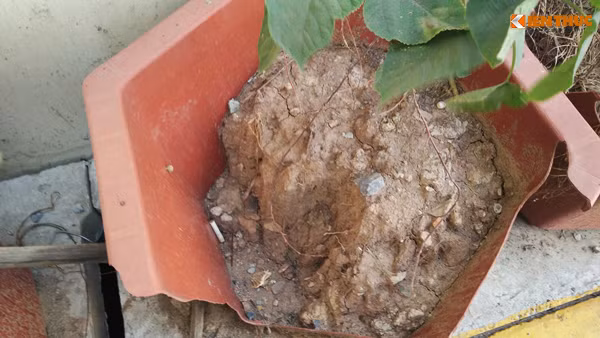 Các chậu hoa giấy vỡ tan tành không được xử lý.