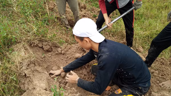 Nhóm thanh niên này cho hay, thông thường một ổ chuột có tới tận 4 hoặc 5 con, thời điểm này là thích hợp nhất để đi bắt, một buổi có thể bắt được khoảng 2 đến 3kg nếu "ăn may". "Mọi người ở chỗ em đi bắt chuột nhiều lắm, bắt được chúng vừa có thịt để ăn lại giảm được số lượng chuột, tránh việc chúng tàn phá hoa màu trên đồng", một người trong số nhóm thanh niên chia sẻ.