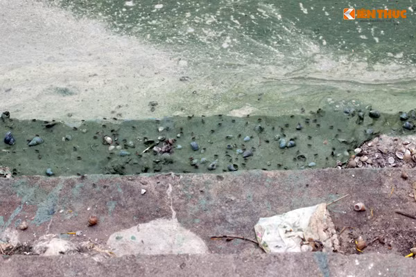 Nhiều người dân còn cho hay, do nước hồ bị ô nhiễm nên nhiều loài sống dưới lòng hồ như: ốc, cá đều chết từ lâu, nếu sống sót thì chỉ có một số loài cá nhỏ.