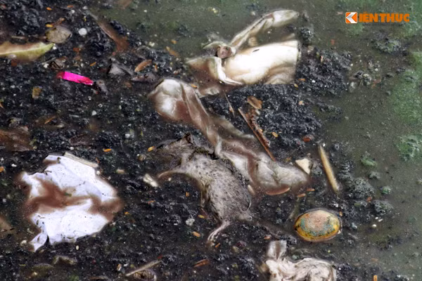 Cả xác chết của các loại động vật cũng nổi lềnh bềnh trên mặt hồ, bốc mùi hôi nồng nặc cũng không được vớt bỏ.