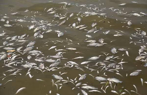 Ngay trong chiều nay, Chủ tịch UBND TP Hà Nội, ông Nguyễn Đức Chung đã tới Hồ Tây chỉ đạo các đơn vị khẩn trương tìm hiểu nguyên nhân dẫn đến cá chết hàng loạt. Các đơn vị cũng đã lấy mẫu nước ở Hồ Tây đem đi xét nghiệm nhưng phải vài ngày sau mới có kết quả.