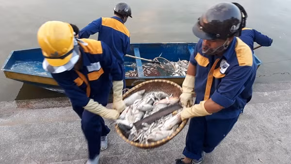 Cá chết hàng loạt được lực lượng chức năng vớt khỏi Hồ Tây bốc mùi hôi thối cực kỳ khó chịu.
