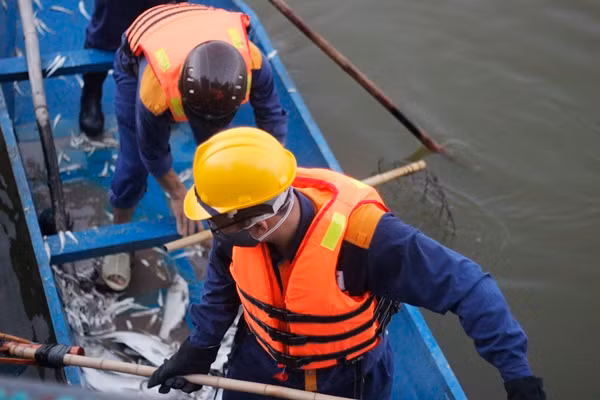 Lực lượng chức năng đã vớt được hơn 5 tấn cá nhưng vẫn chưa hết. Dự kiến phải 2 ngày nữa cá mới vớt hết.