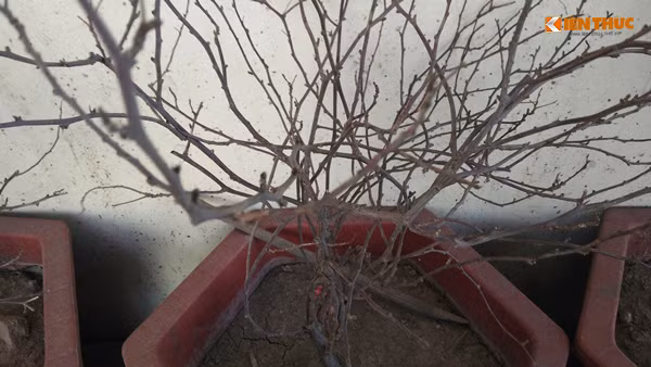 Hoa chết khô chỉ còn trơ cành héo.