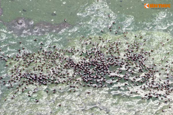 Theo những người dân sống xung quanh khu vực, hiện tượng lớp tảo dày, váng đen ở hồ Văn Quán thì mới xuất hiện. Tuy nhiên, tình trạng hồ bị ô nhiễm diễn ra đã lâu nhưng không thấy các đơn vị chức năng liên quan quan tâm, xử lý.