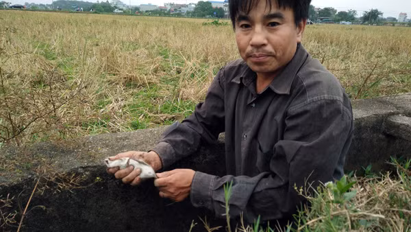 Nhiều người nông dân trung tuổi ở xã Dân Hòa cũng ra đồng bắt chuột.