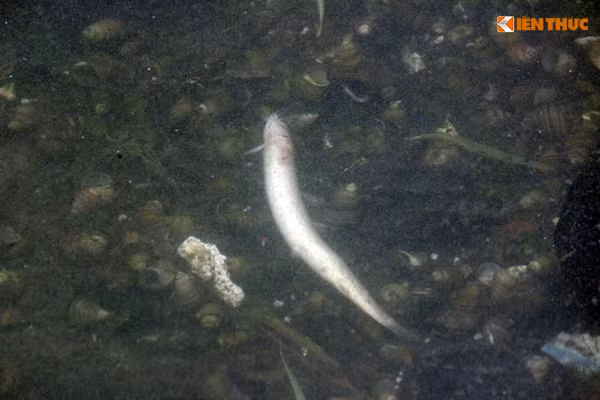 Đến nay, những con cá sống sót còn lại cũng đang bị chết dần.