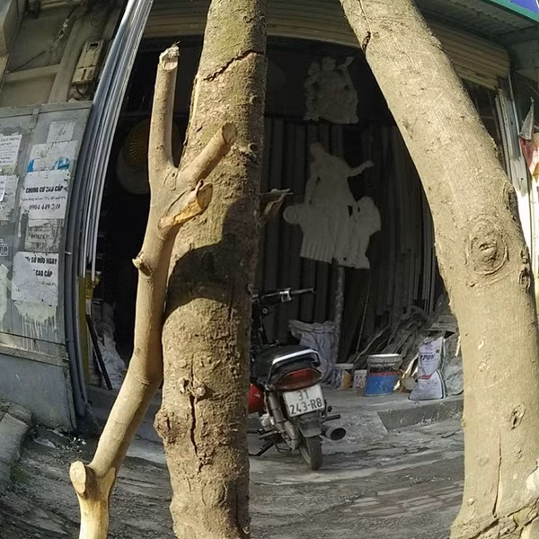 Một số cây chết khô có kích thước lớn chờ đổ trước cửa nhà dân.