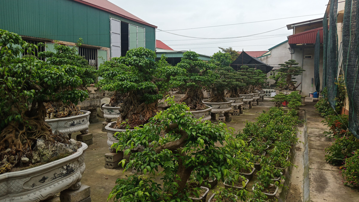 Đây là một hộ gia đình buôn bán cây cảnh trong Cụm công nghiệp Quang Trung.
