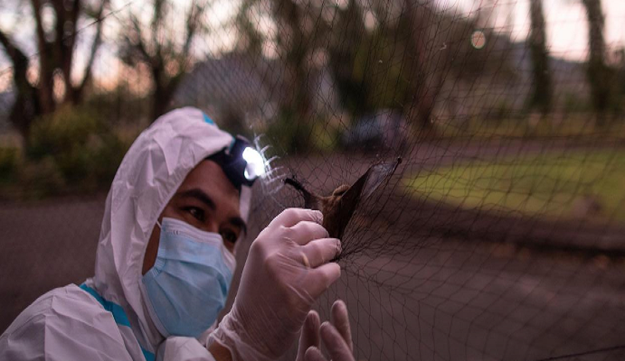 Một số loại virus gây chết người có nguồn gốc từ dơi bao gồm Ebola và các loại coronavirus khác,...