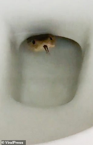 Giat minh phat hien ran ho mang chui len tu bon cau