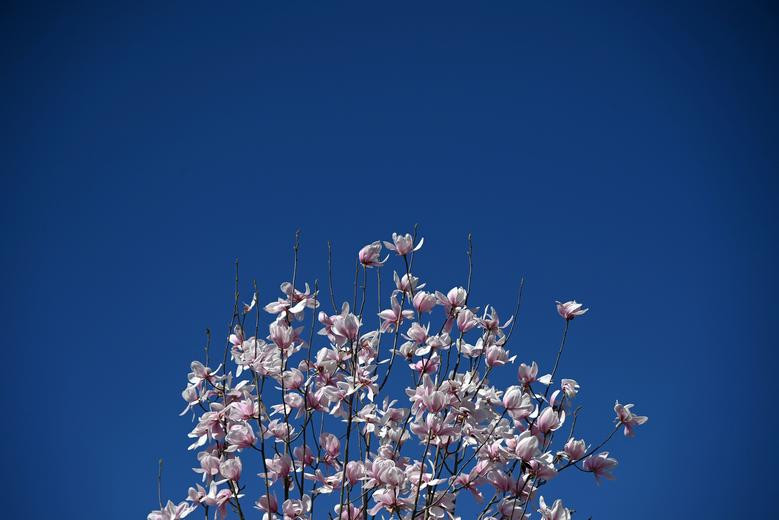 Canh sac mua xuan ruc ro khap the gioi-Hinh-4