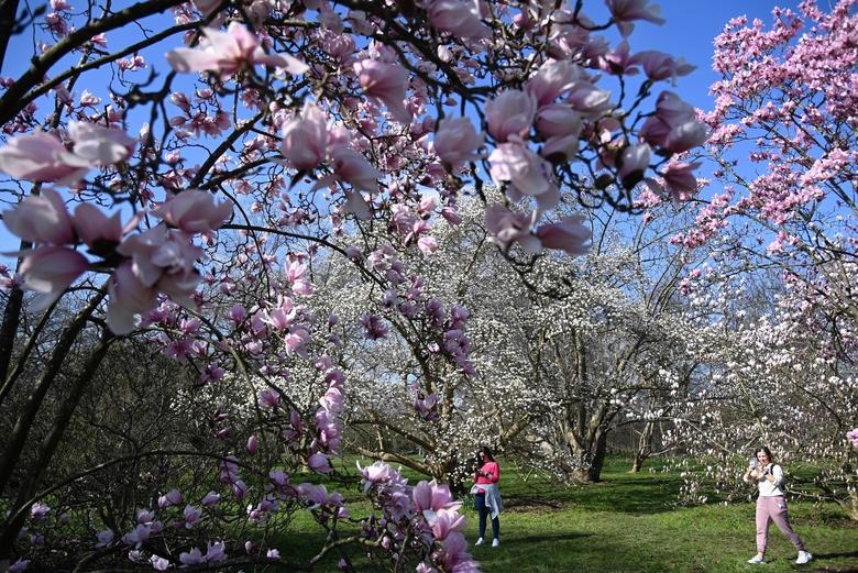 Canh sac mua xuan ruc ro khap the gioi-Hinh-12