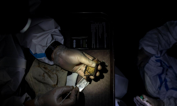 Philip Alviola lấy mẫu phẩm từ một con dơi bị bắt trong một tòa nhà tại Đại học Los Banos (UPLB) ở Los Banos, tỉnh Laguna, ngày 19/2.