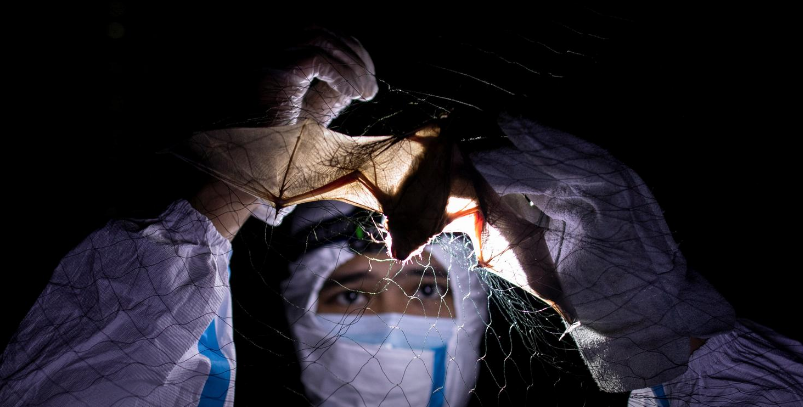 Nhà sinh thái học nghiên cứu về loài dơi, Kirk Taray, cho biết, việc con người tiếp xúc và tương tác gần hơn với động vật hoang dã đồng nghĩa với nguy cơ lây truyền bệnh giờ đây cũng cao hơn.