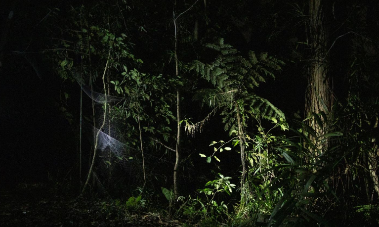 “Với việc thu thập dữ liệu cơ bản về bản chất và sự xuất hiện của loại virus có khả năng lây truyền bệnh ở loài dơi, bằng cách nào đó chúng tôi có thể dự đoán những đợt bùng phát (dịch bệnh) có thể xảy ra”, Kirk Taray nói.