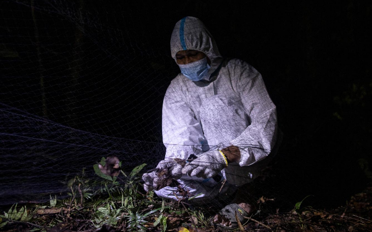 Họ mặc quần áo bảo hộ, đeo khẩu trang và găng tay khi tiếp xúc với dơi để đề phòng nhiễm virus.