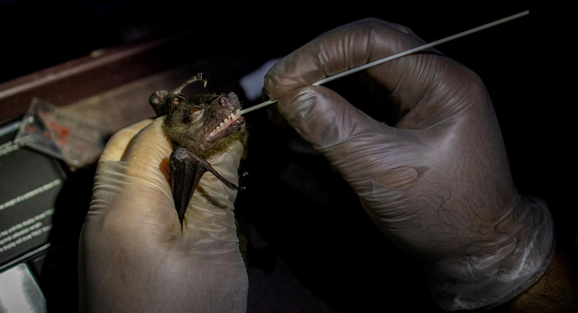 Họ hy vọng việc nghiên cứu dơi sẽ giúp dự đoán hoạt động của virus corona bằng cách phân tích các yếu tố khí hậu, nhiệt độ cũng như mức độ lây lan...