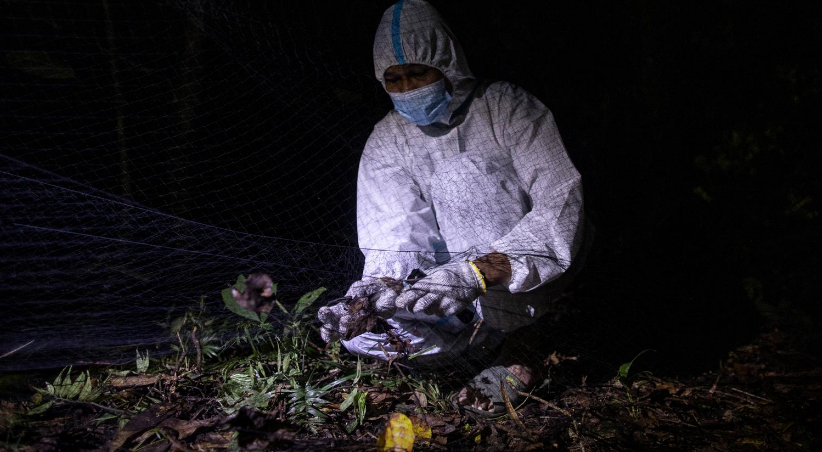 Dự án do Nhật Bản tài trợ và do các chuyên gia của Đại học Los Banos Philippines (UPLB) thực hiện trong 3 năm.