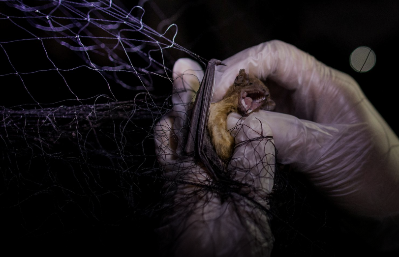 Những "thợ săn virus" này cũng giăng lưới để bắt những con dơi trong các tòa nhà.