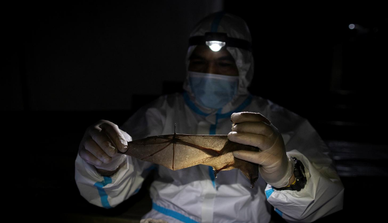 Nhà sinh thái học Phillip Alviola, trưởng nhóm "thợ săn virus" và đã nghiên cứu virus từ loài dơi trong hơn một thập kỷ, cho biết: “Những gì chúng tôi đang cố gắng tìm hiểu là liệu các chủng coronavirus khác có khả năng lây sang người”.