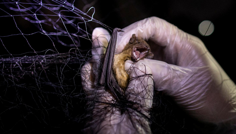 Phần lớn những con dơi bị bắt là dơi móng ngựa, được biết đến có chứa coronavirus. Theo Reuters, các loài vật chủ, chẳng hạn như dơi, thường không có triệu chứng của mầm bệnh, song chúng có thể gây bệnh nguy hiểm nếu truyền sang người hoặc động vật khác.