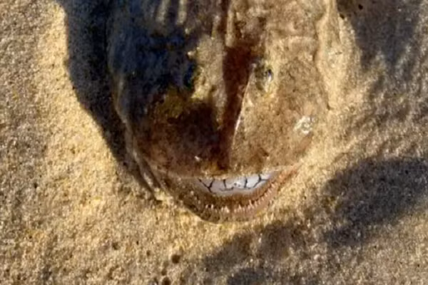 Ca kinh di co rang nhu nguoi nam chinh inh tren bo bien