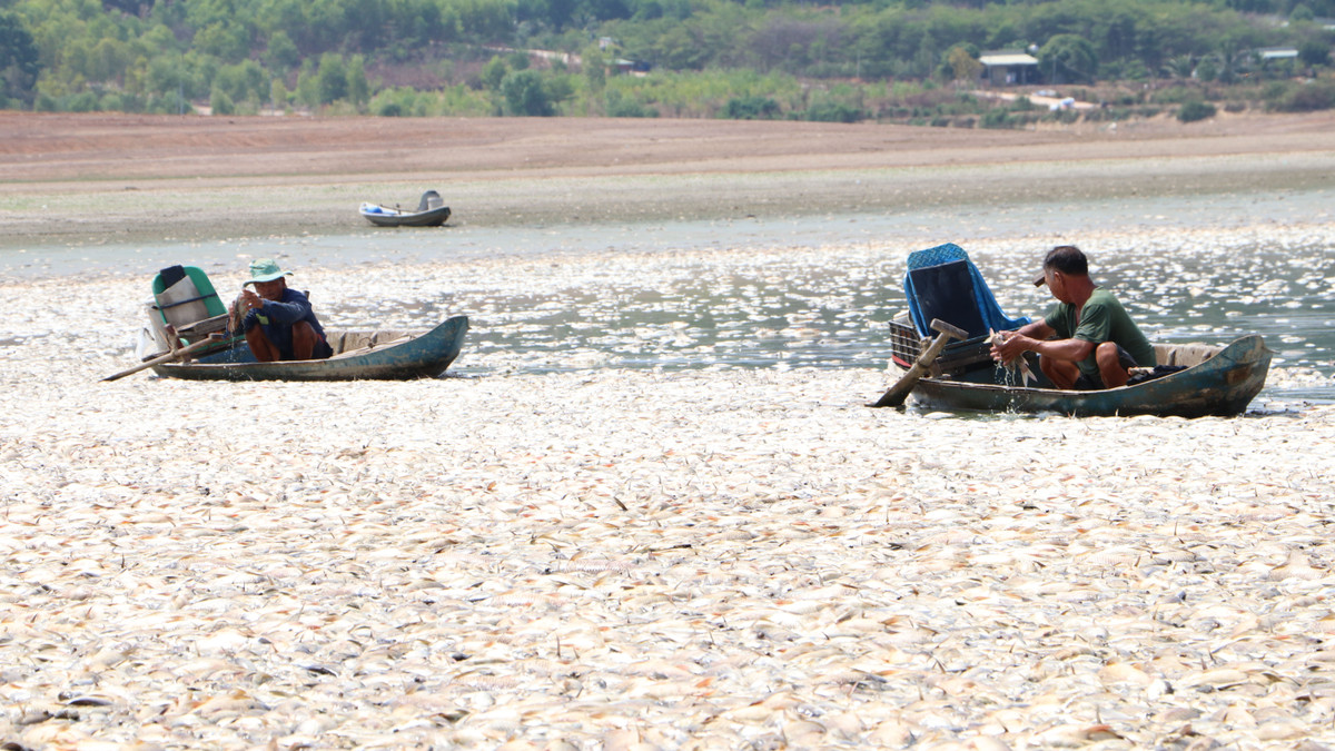 Dong Nai: Hon 200 tan ca chet o ho Song May gay o nhiem-Hinh-7