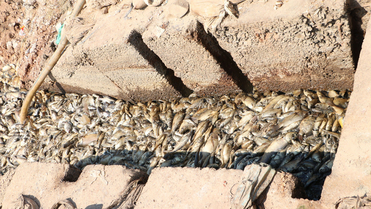 Dong Nai: Hon 200 tan ca chet o ho Song May gay o nhiem-Hinh-10