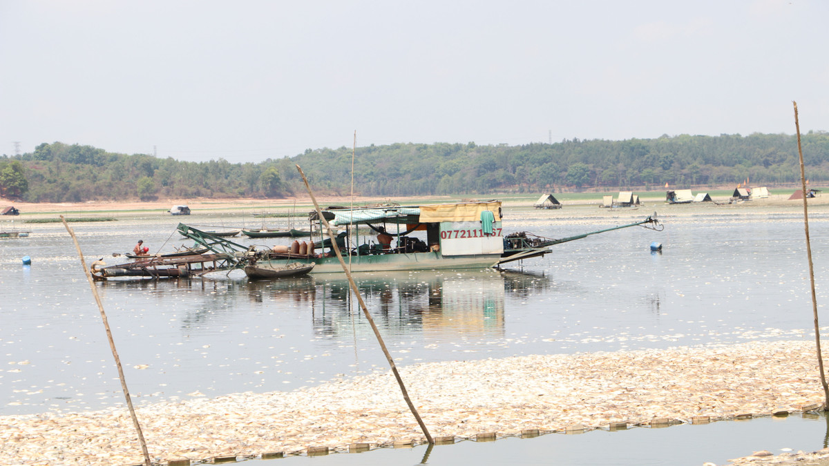 Dong Nai: Hon 200 tan ca chet o ho Song May gay o nhiem