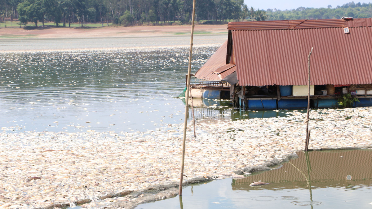Dong Nai: Hon 200 tan ca chet o ho Song May gay o nhiem-Hinh-2