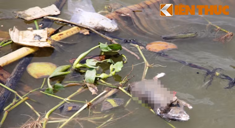 Nhiều loài cá lớn nhỏ và xác súc vật, chuột cống...trương phình trôi lềnh bềnh giữa dòng nước trông hết sức kinh dị.