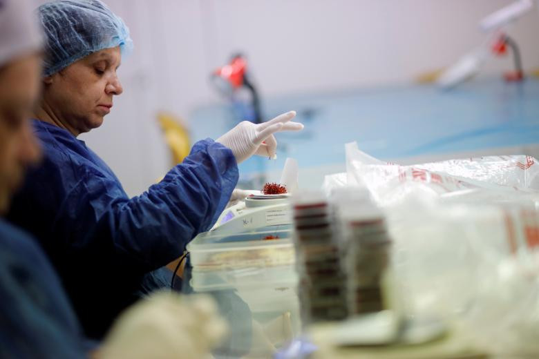 Nhuy hoa nghe tay: “Vang do” cho nen kinh te Hy Lap-Hinh-14