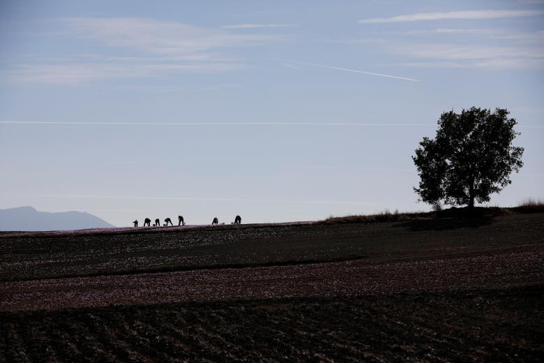 Nhuy hoa nghe tay: “Vang do” cho nen kinh te Hy Lap-Hinh-4