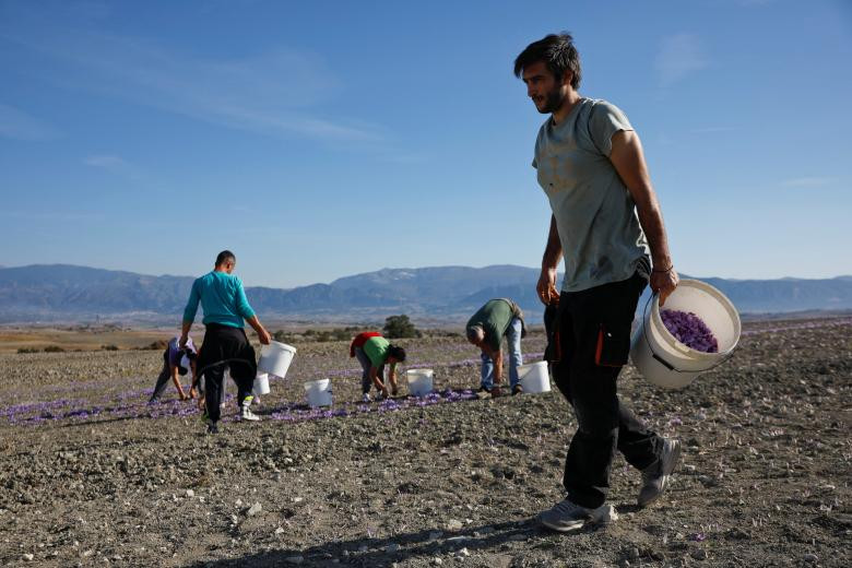 Nhuy hoa nghe tay: “Vang do” cho nen kinh te Hy Lap-Hinh-9