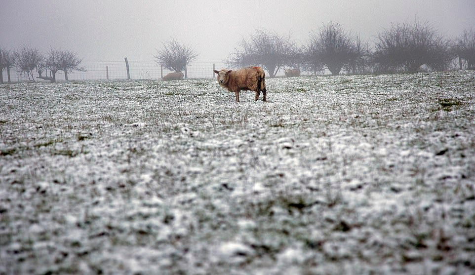 Tuyết phủ trắng trên cánh đồng ở Bắc Downs gần ngôi làng Tatsfield.