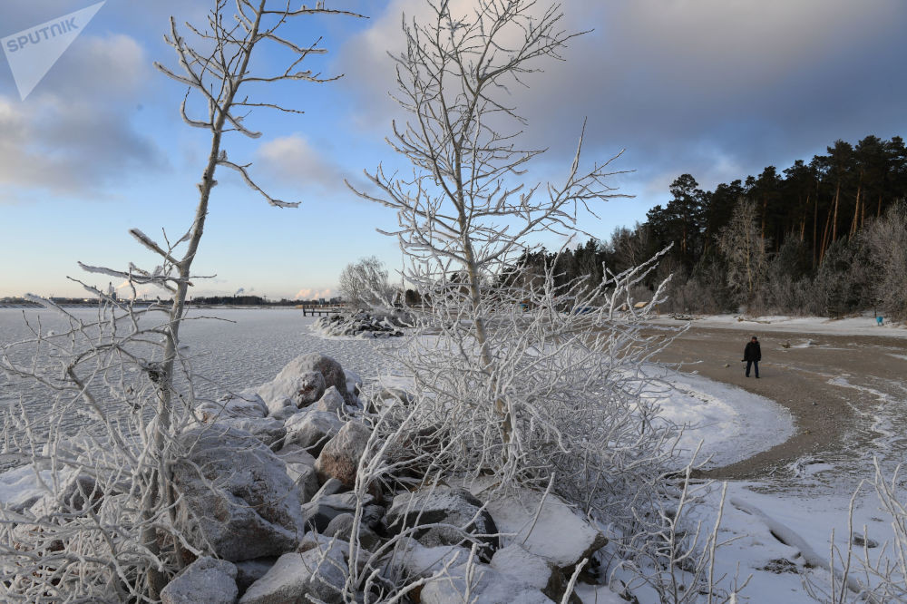 Cây cối cũng bị “đóng băng” ở Novosibirsk.