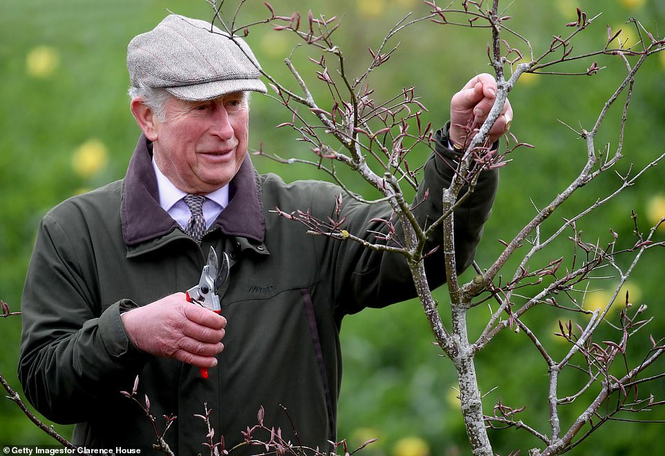 Người thừa kế ngai vàng Anh tự tay tỉa cây vào buổi chiều khi đi dạo quanh tòa nhà Dumfries House tháng 5 vừa qua.
