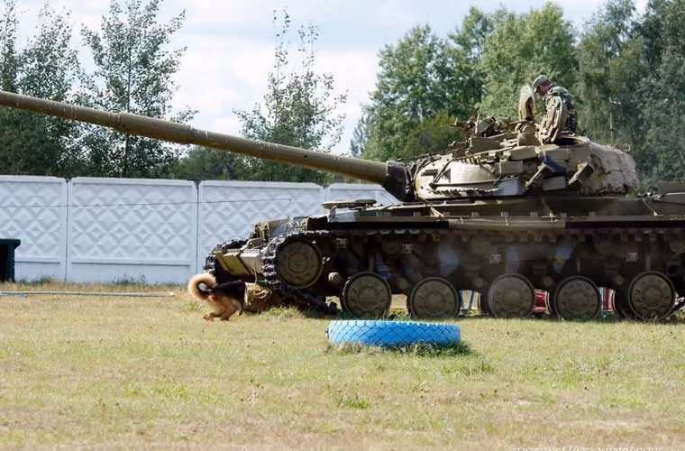 Đây là một trong những bức ảnh quân sự đáng lưu ý trong tuần qua, đó là Quân đội Nga huấn luyện dùng chó mang bom đánh cảm tử xe tăng. Việc dùng chó để chống tăng vốn được Liên Xô dùng từ trong Chiến tranh Thế giới thứ 2, một phần vì thiếu vũ khí diệt tăng. Tuy nhiên ở thời hiện đại, thật khó hiểu khi Quân đội Nga vẫn huấn luyện chó chống tăng?