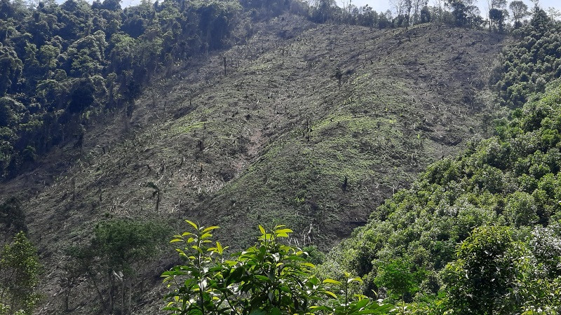 Lang Son: Rung dau nguon bi 