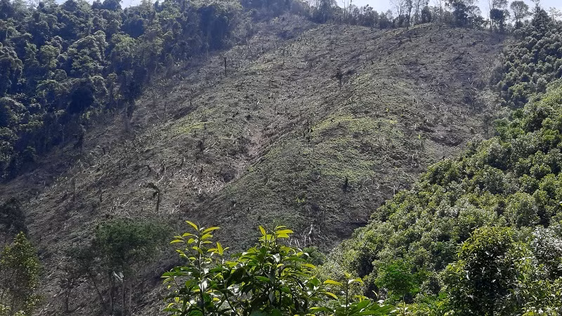 Lang Son: Rung dau nguon bi 