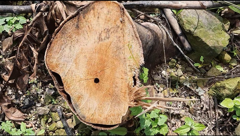 Lang Son: Rung dau nguon bi 